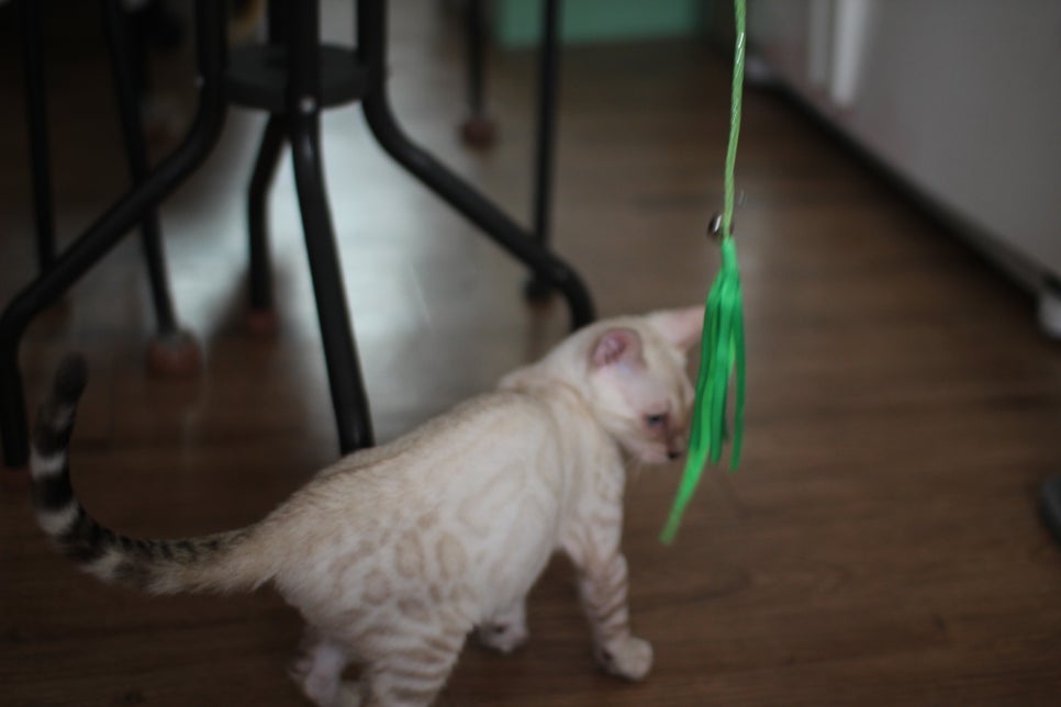 스노우뱅갈고양이 덩치 큰 남아에요~ 관련 이미지 10