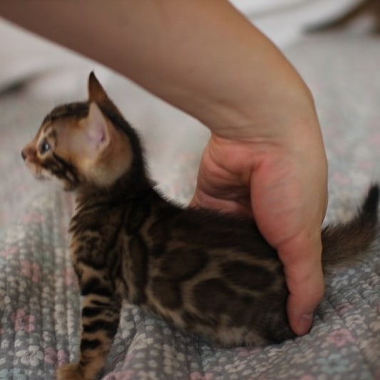 뱅갈고양이분양 초미묘들 등장이요 관련 이미지 2