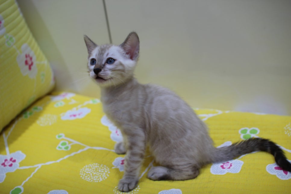 엄청난 순둥이 스노우뱅갈고양이 남아 분양해요~ 관련 이미지 4
