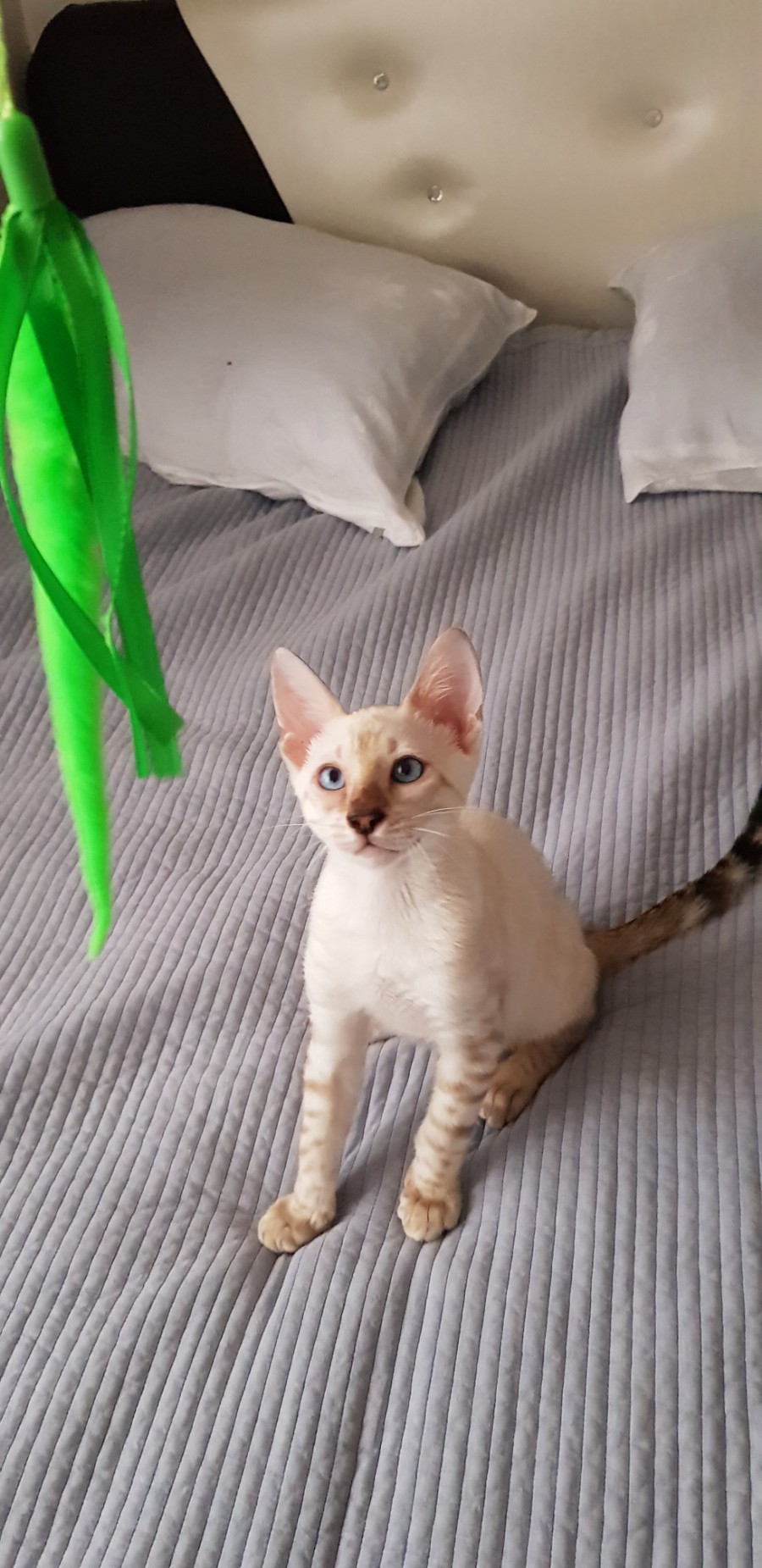 스노우뱅갈고양이 개냥이 남아 노는 모습 😁 관련 이미지 4