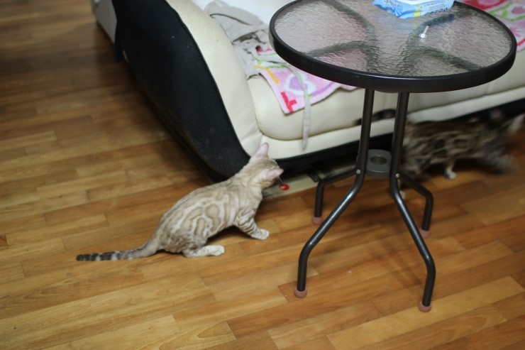 실밍크 뱅갈고양이 킹 입니다~~ 관련 이미지 5