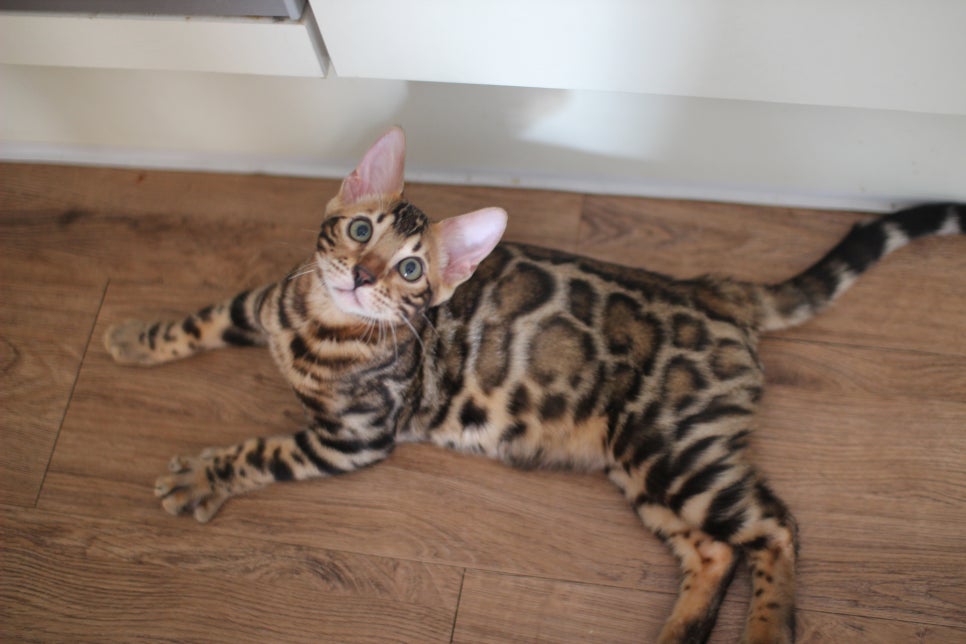 뱅갈고양이분양 애교가 넘치는 아이들 관련 이미지 1