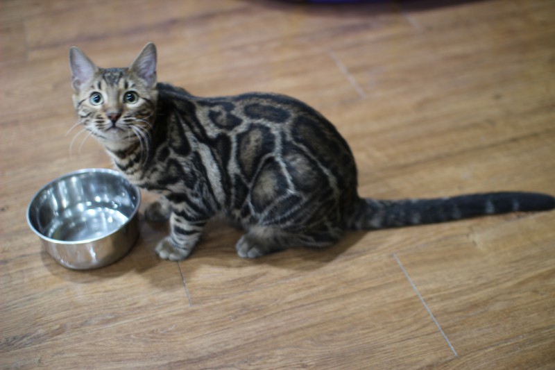성격좋고 포동포동 건강한 뱅갈고양이 남아 분양해요~ 관련 이미지 4