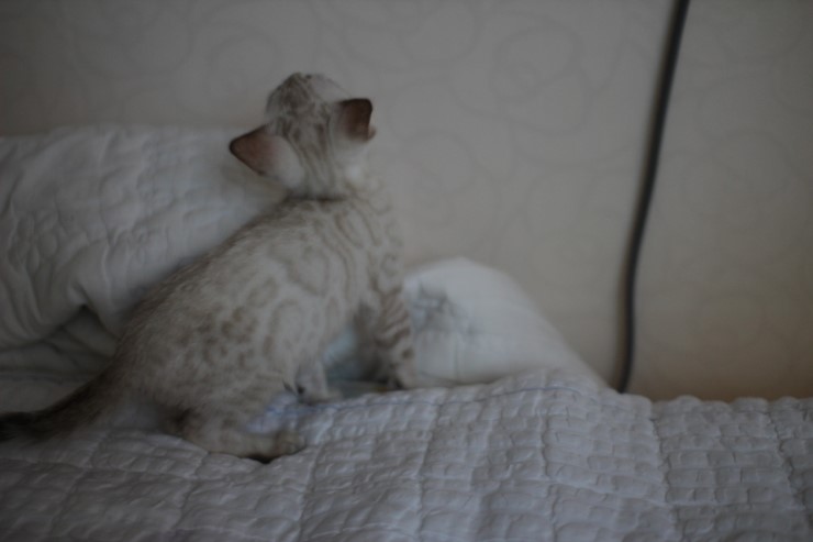 스노우 뱅갈고양이 남아 분양해요~ 관련 이미지 13