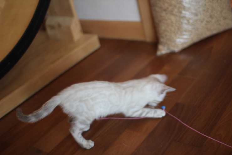 스노우뱅갈고양이 꼬맹이 깡패~ 관련 이미지 11