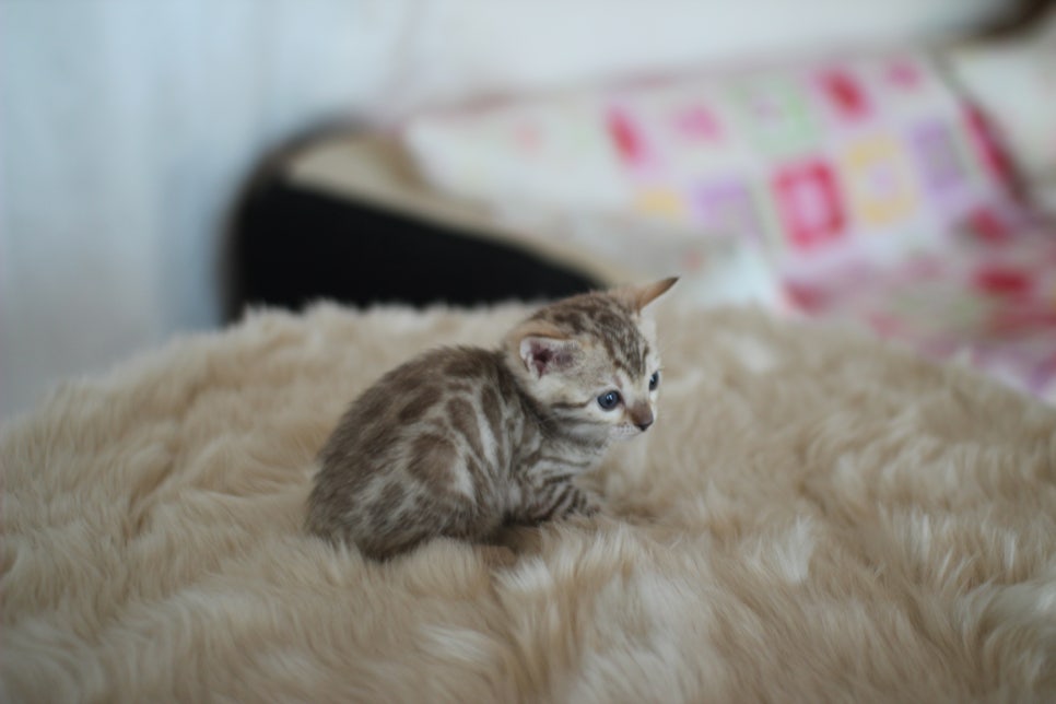 스노우뱅갈고양이 분양 오늘 빠져들어 볼까요? 관련 이미지 22