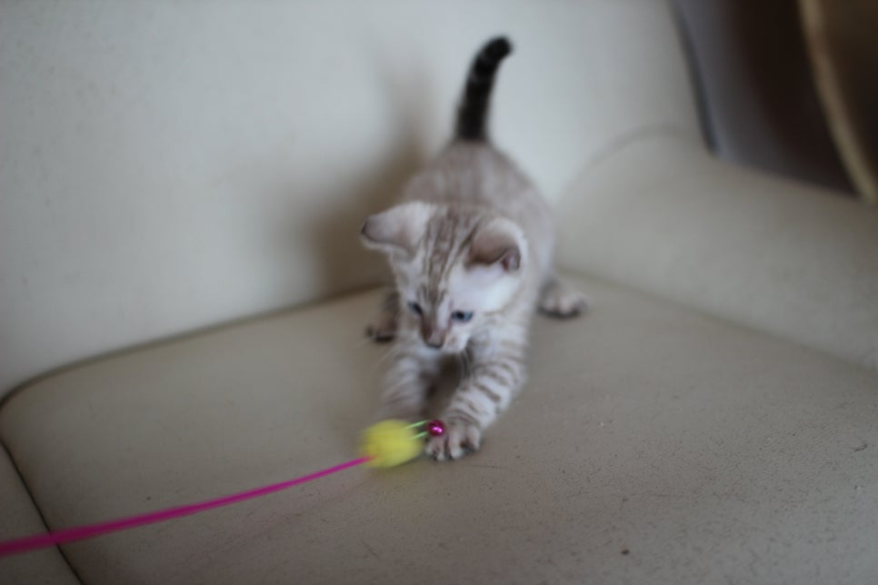 스노우 뱅갈고양이 남아에요~ 관련 이미지 4