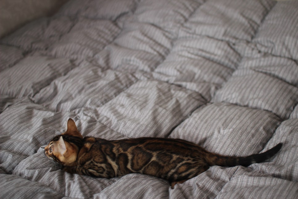 뱅갈고양이 장군이 분양 합니다 (오늘 모습) 관련 이미지 11