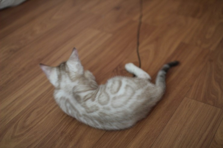 실밍크 뱅갈고양이 곰돌이예요~ 관련 이미지 7