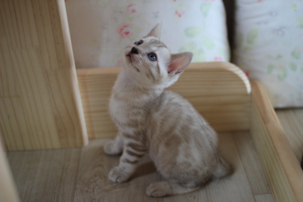 뱅갈고양이에 매력은 끝이 없어요! 관련 이미지 9
