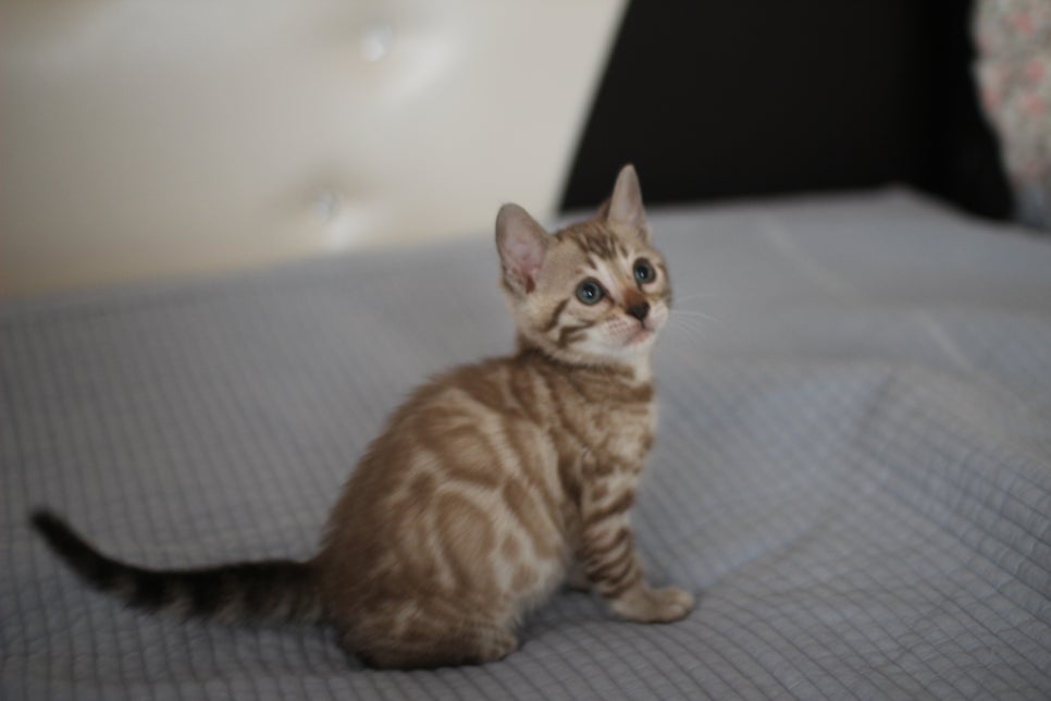 실밍크뱅갈고양이 여아 드림이~ 관련 이미지 3