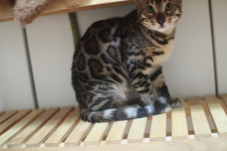 뱅갈고양이 새해 첫날~ 관련 이미지 10