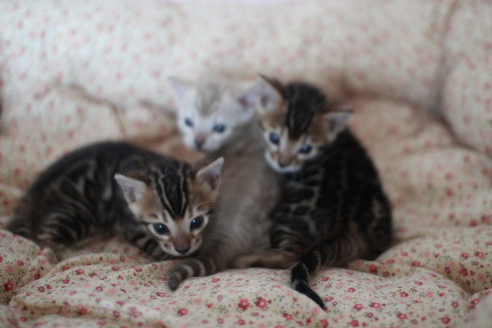 뱅갈고양이 꼬맹이들 사진전 ㅎㅎ 관련 이미지 6