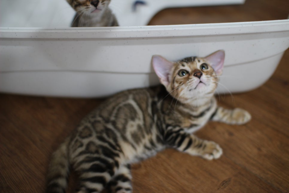 브라운 뱅갈고양이 분양중인 여아예요 관련 이미지 1