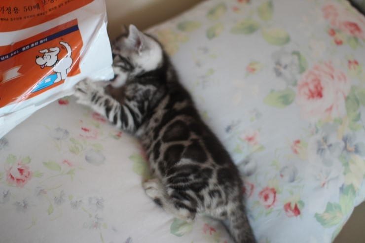건강히 성장중인 뱅갈고양이 꼬맹이들~ 관련 이미지 8