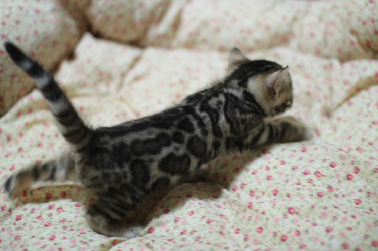 뱅갈고양이 분양 꼬맹이 자매예요~ 관련 이미지 15