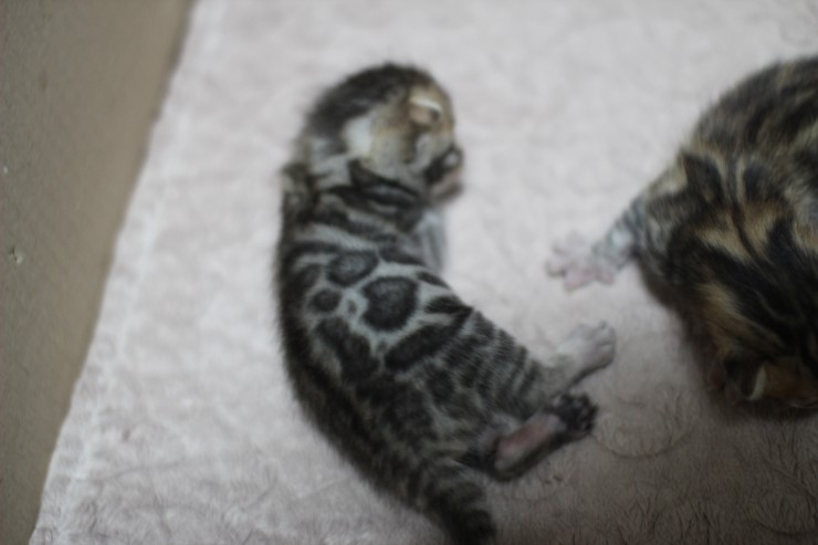 뱅갈고양이 자매 오늘 모습 입니다~ 관련 이미지 22