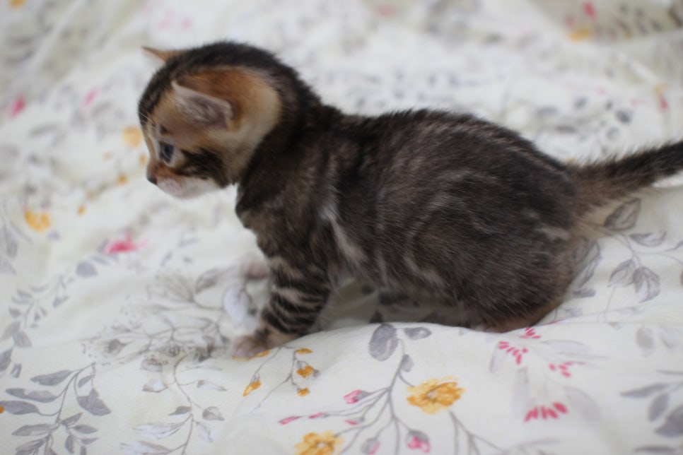 멋진 빅로젯에 뱅갈고양이 분양 합니다~ 관련 이미지 11