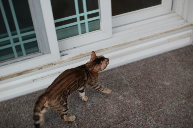 브라운 뱅갈고양이 남아 워리어 입니다~ 관련 이미지 5