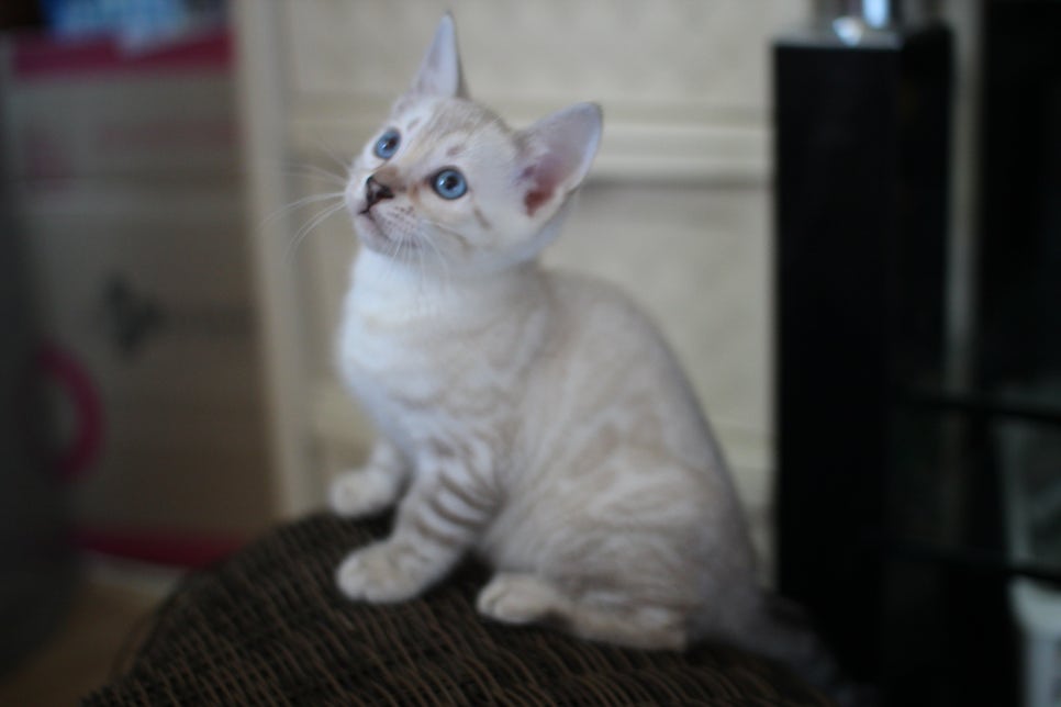 뱅갈고양이분양 매혹적인 파란눈 스노우 아이들. 관련 이미지 1