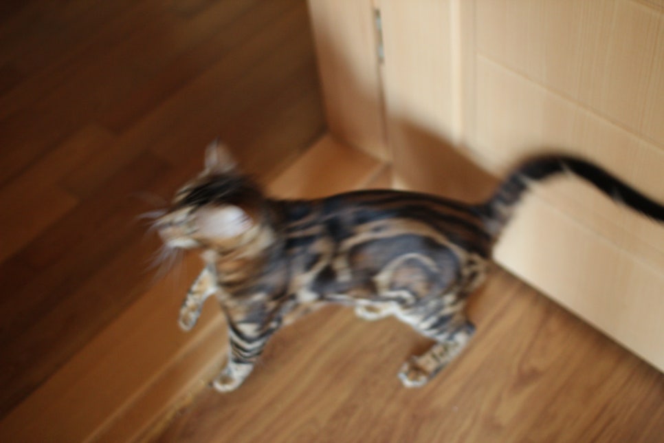 소유뱅갈캐터리 새로운 종묘가 될 남아 입니다~ 관련 이미지 2