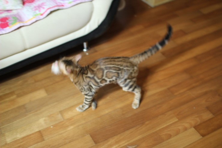 장난치다 지쳐서 헉헉 거리는 뱅갈고양이 워리어 예요~ 관련 이미지 2