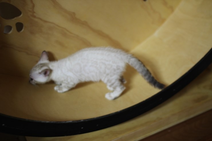 스노우 링스 뱅갈고양이 키퍼여아와 레모나예요~ 관련 이미지 11