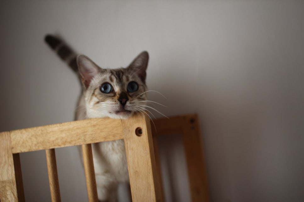 스노우뱅갈고양이 이브~ 관련 이미지 5