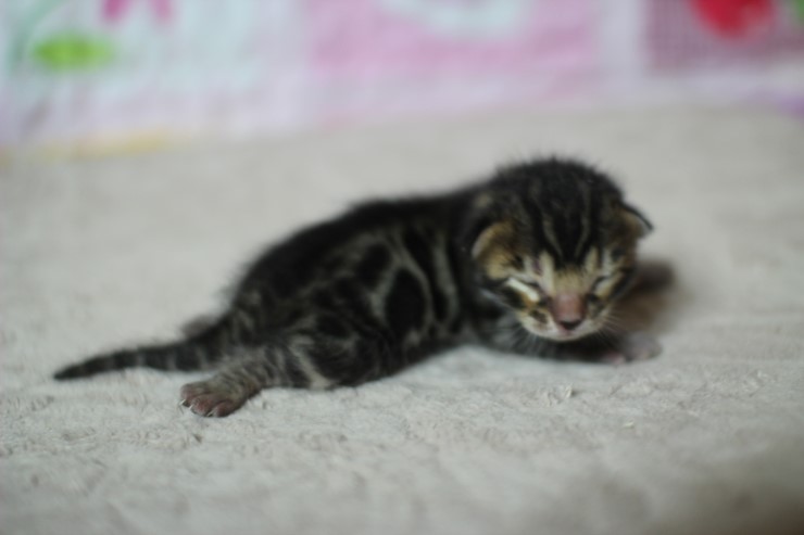 실버뱅갈고양이 꼬물이들 탄생 샤샤샷 관련 이미지 21