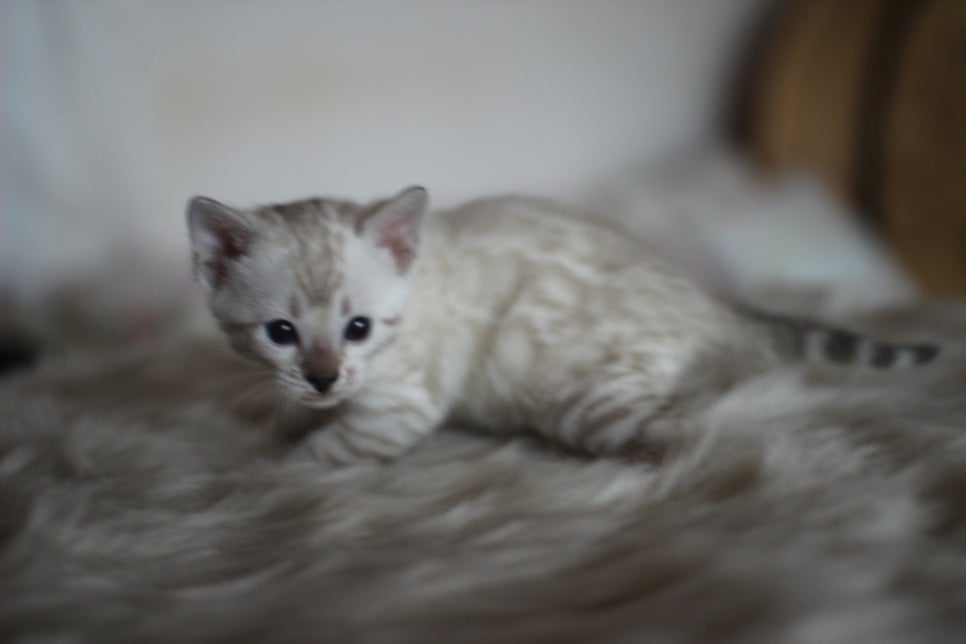 뱅갈고양이분양 멋진 빅로젯 아이들~ 관련 이미지 10