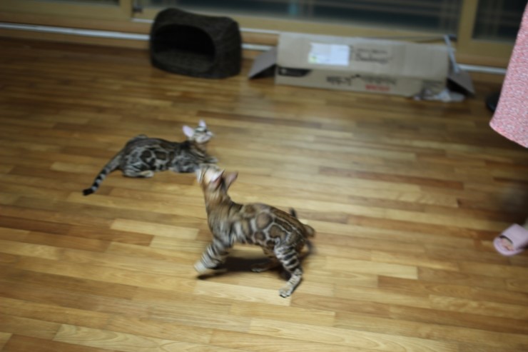 뱅갈고양이 아이들 신나게 노는 아이들~ 관련 이미지 13