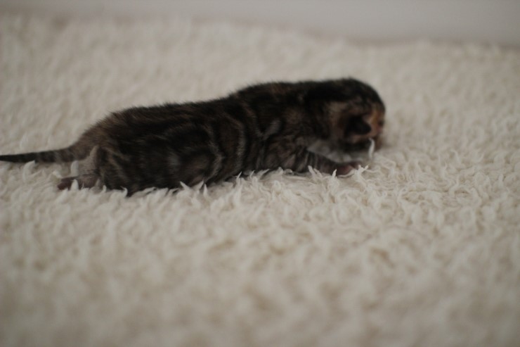 어제 태어난 뱅갈고양이 꼬물이 남아예요~ 관련 이미지 4