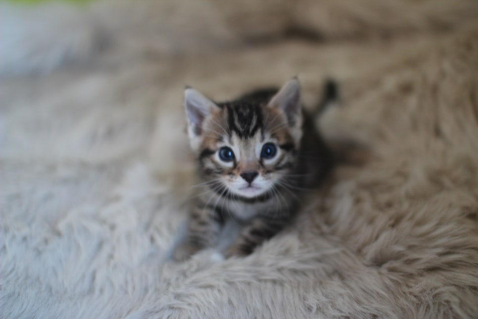 뱅갈고양이 분양 부티가 흘러요 흘러~ 관련 이미지 27