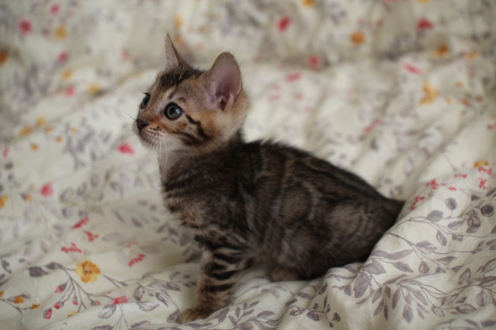 뱅갈고양이 개냥이를 찾으세요? 관련 이미지 9