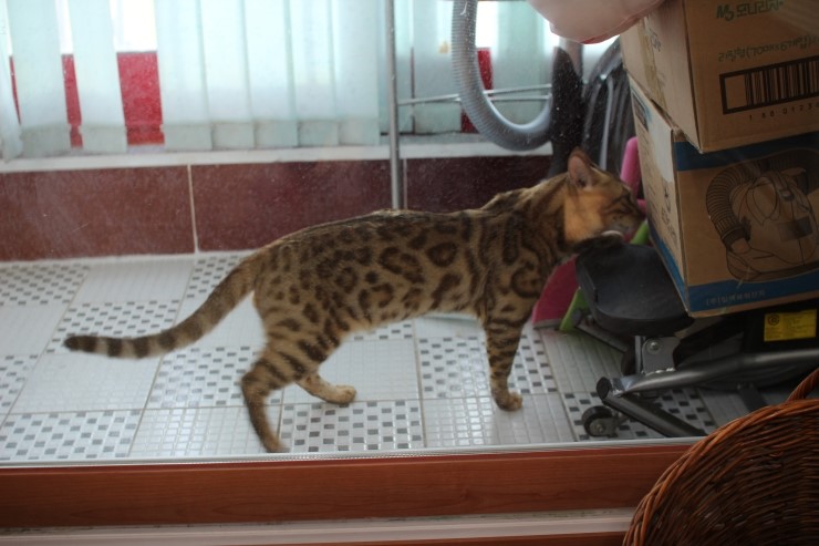 날도 많이 풀렸으니 베란다에서 놀거라 ㅎㅎ 관련 이미지 7