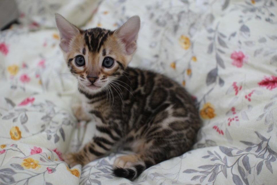 브라운 뱅갈고양이 자매 분양해요~ 관련 이미지 7