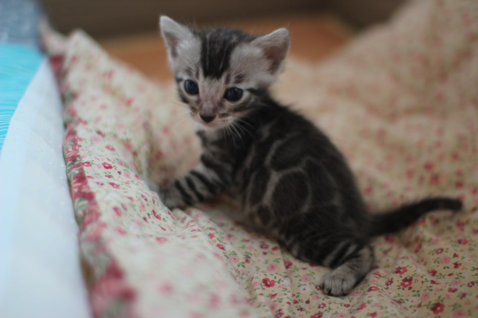 어메이징 실버뱅갈고양이 남아예요~ 관련 이미지 1