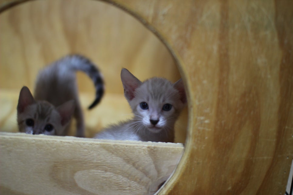 스노우뱅갈고양이 꼬맹이들~ 관련 이미지 16