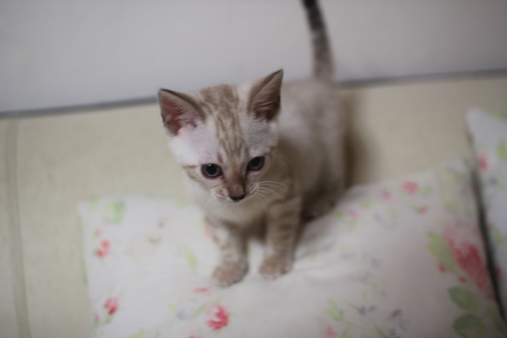 실링스 뱅갈고양이 키퍼여아 입니다~ 관련 이미지 6