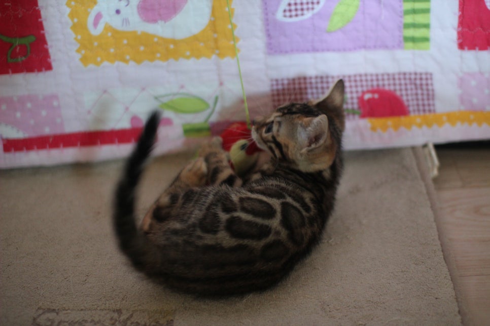 뱅갈고양이분양 매혹적인 파란눈 스노우 아이들. 관련 이미지 18