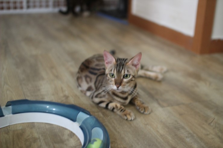 뱅갈고양이,뱅갈고양이분양,청소후 한컷~~~ 관련 이미지 7