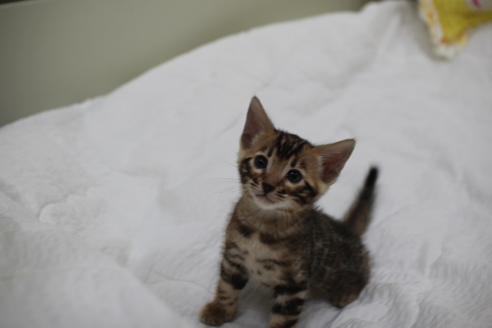 순둥이 개냥이 뱅갈고양이 남아5 분양해요~ 관련 이미지 11