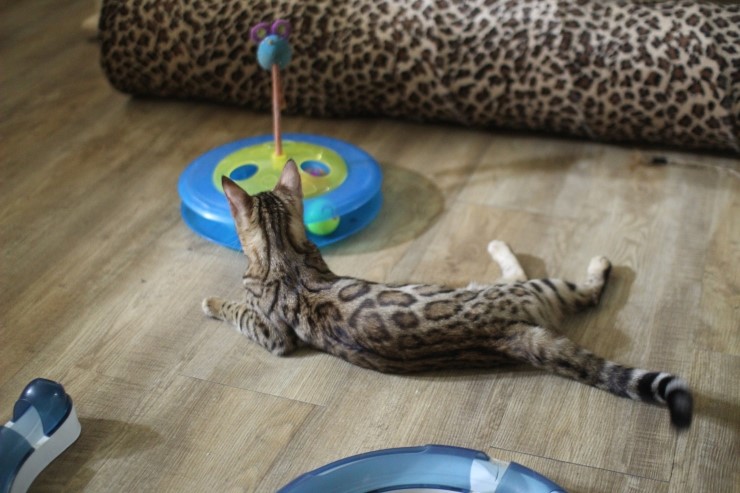 뱅갈고양이,스노우뱅갈고양이, 링컨이와 초아는 적응 끝나고 재미나게 살고 있어요~~~~~~~ 관련 이미지 4