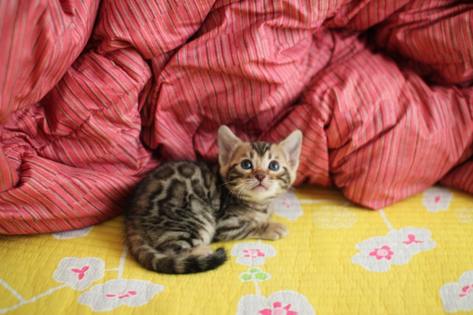 뱅갈고양이 여아 분양중 입니다~ 관련 이미지 2