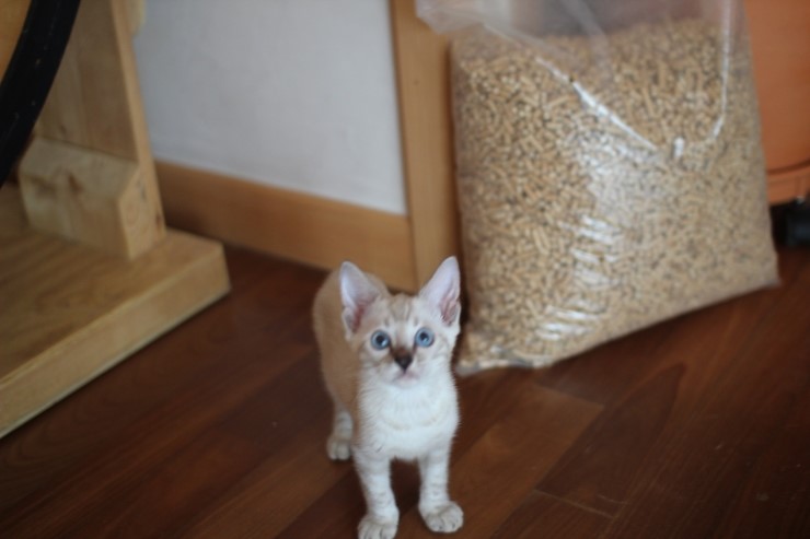 스노우뱅갈고양이 꼬맹이 깡패~ 관련 이미지 3