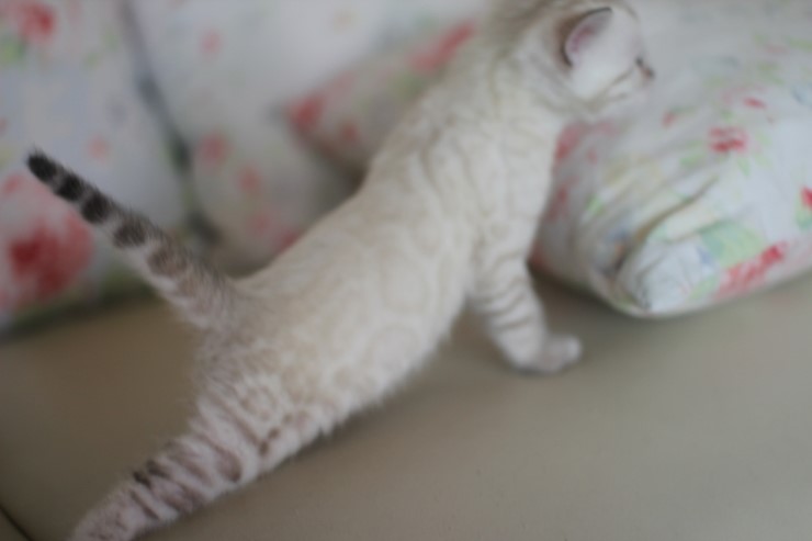 스노우 뱅갈고양이 흰둥이 예약 분양 합니다~ 관련 이미지 12