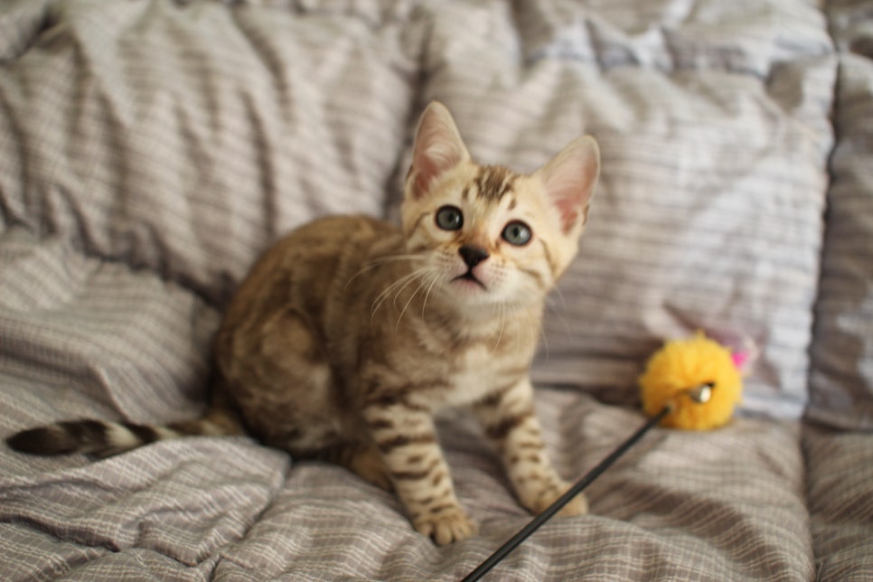 실밍크뱅갈고양이 여아 분양하고 있어요~ 관련 이미지 2