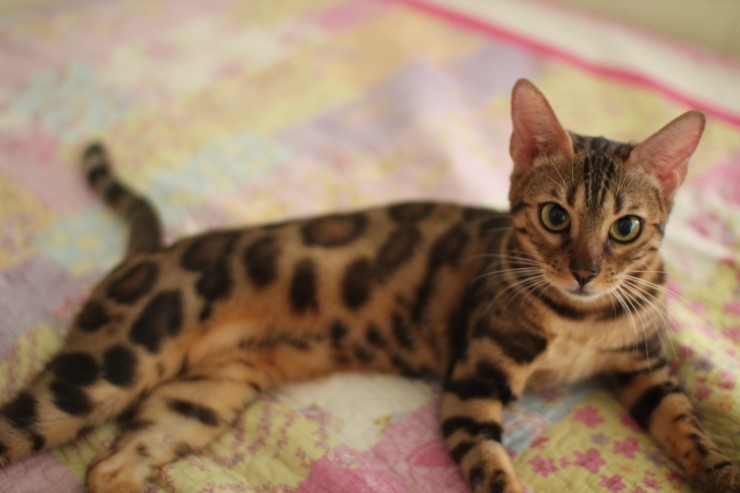 껌딱지 뱅갈고양이~~ 관련 이미지 3