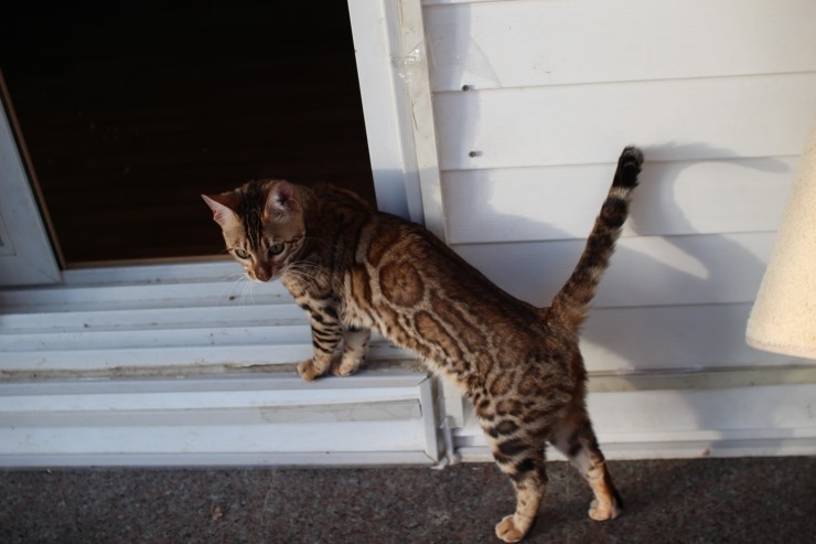 뱅갈고양이 키나와 스텔라 입니다~ 관련 이미지 17