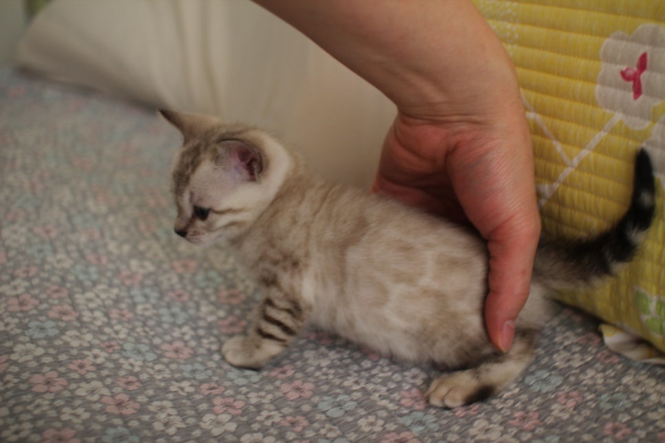 스노우뱅갈고양이 남아 분양해요~ 관련 이미지 6